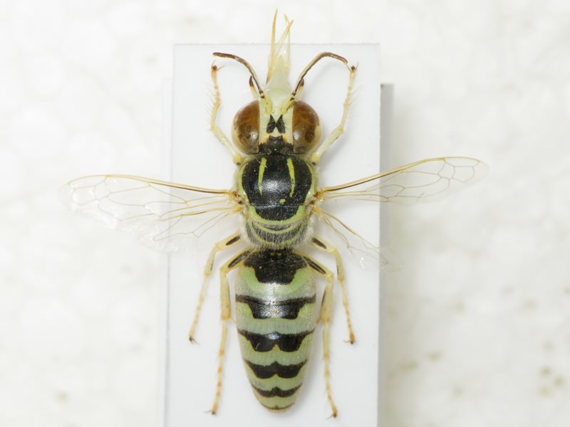Hymenoptera